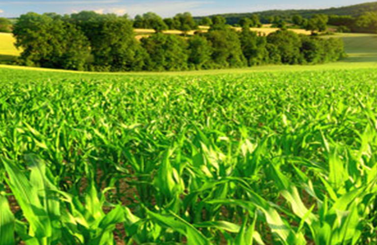 banner-blog-organic-farming