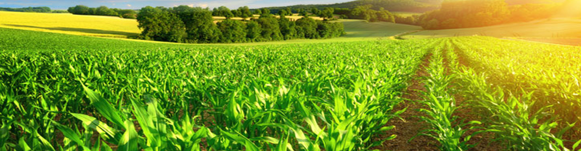 banner-blog-organic-farming