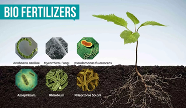 Biofertilizers - Best Tool For Agriculture