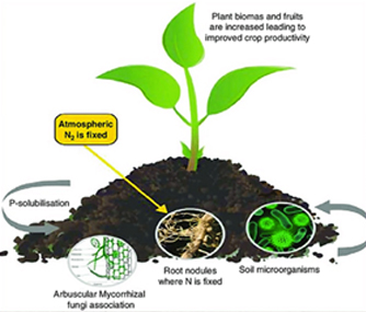 blog-image-biofertilizers3