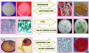 blog-image-biofertilizers4