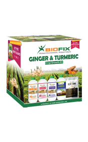 Ginger & Turmeric Kit