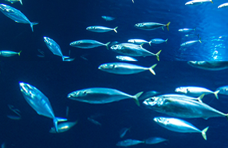 Aqua Mineral Mobile Banner
