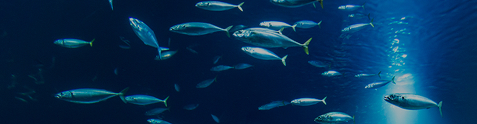 Aqua Mineral Banner
