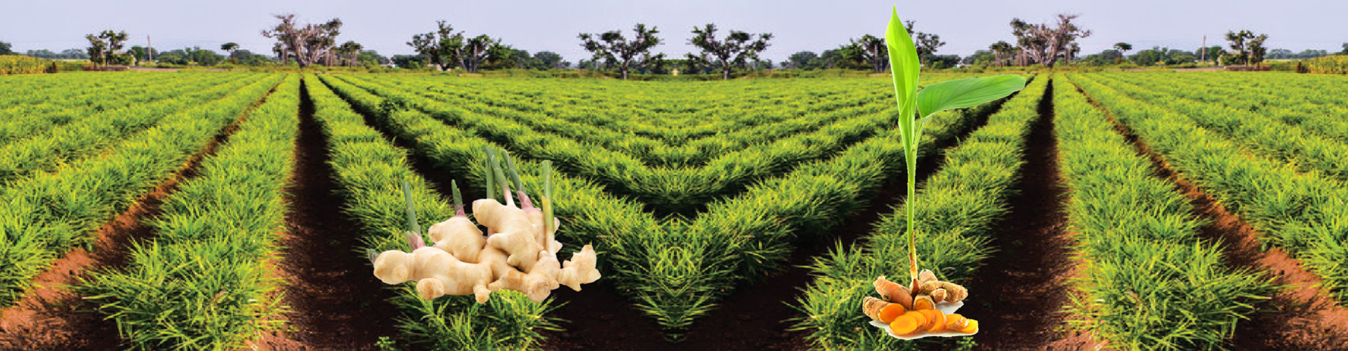 Ginger & Turmeric Crop Growth Kit Banner